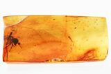 Detailed Fossil Jumping Spider (Salticidae) In Baltic Amber #346425-1